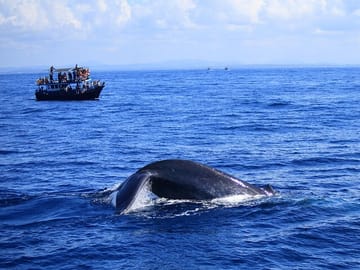 Half-Day Whale Watching Tour in Trincomalee, Sri Lanka