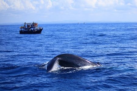 Half-Day Guided Whale Watching Experience in Trincomalee