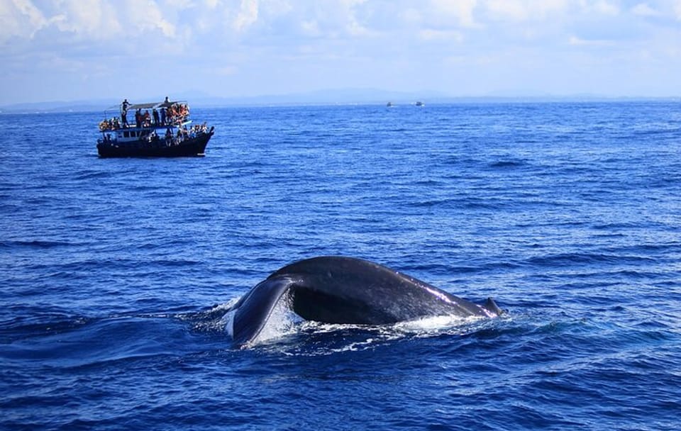 Half-Day Guided Whale Watching Experience in Trincomalee