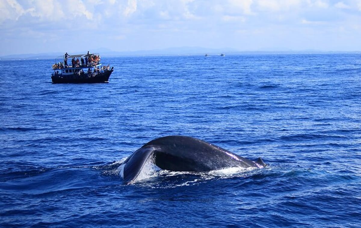 Half-Day Guided Whale Watching Experience in Trincomalee