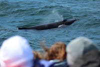 Reykjavík Whales & Puffins 10