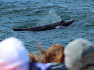 Reykjavík Whales & Puffins, photo 11