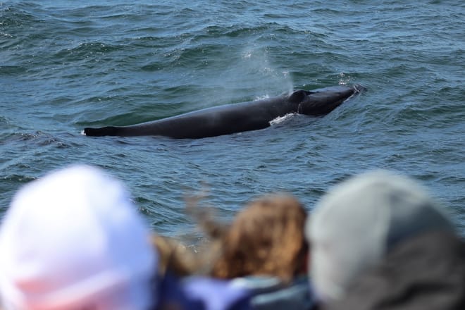 Reykjavík Whales & Puffins 10