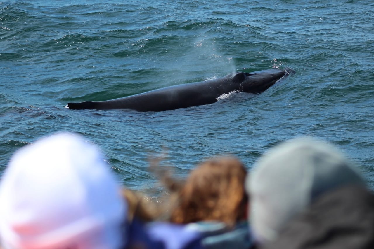 Reykjavík Whales & Puffins 10
