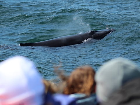 Reykjavík Whales & Puffins, photo 11