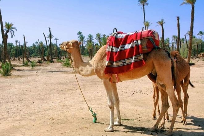 Camel Ride in the Marrakech Palm Grove 3