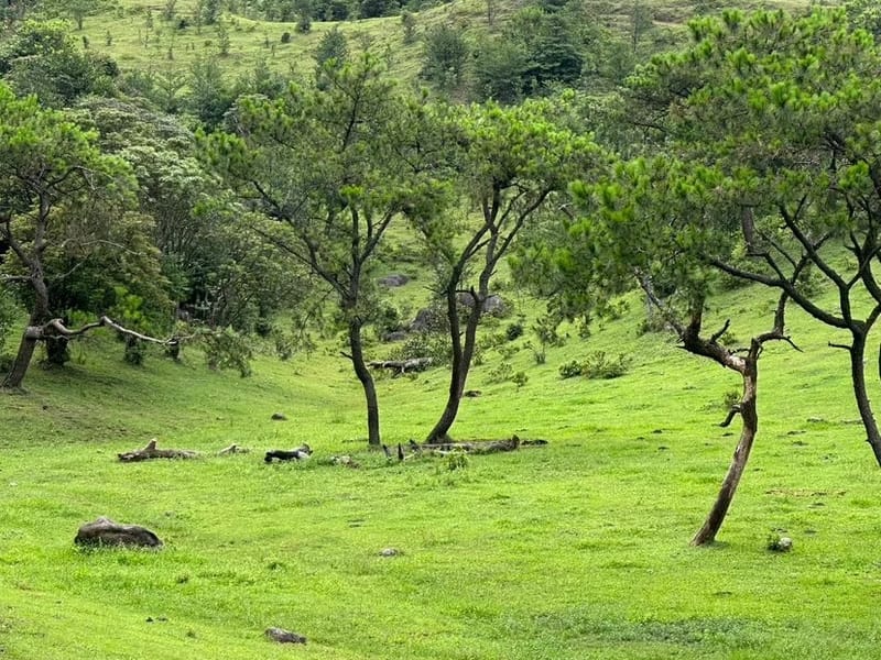 Guangzhou: Bapaishan Highland Meadow Private Day Trip