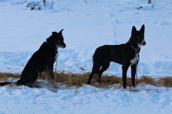 1,5 hour husky experience - 5km Husky Safari & Farm Visit 7