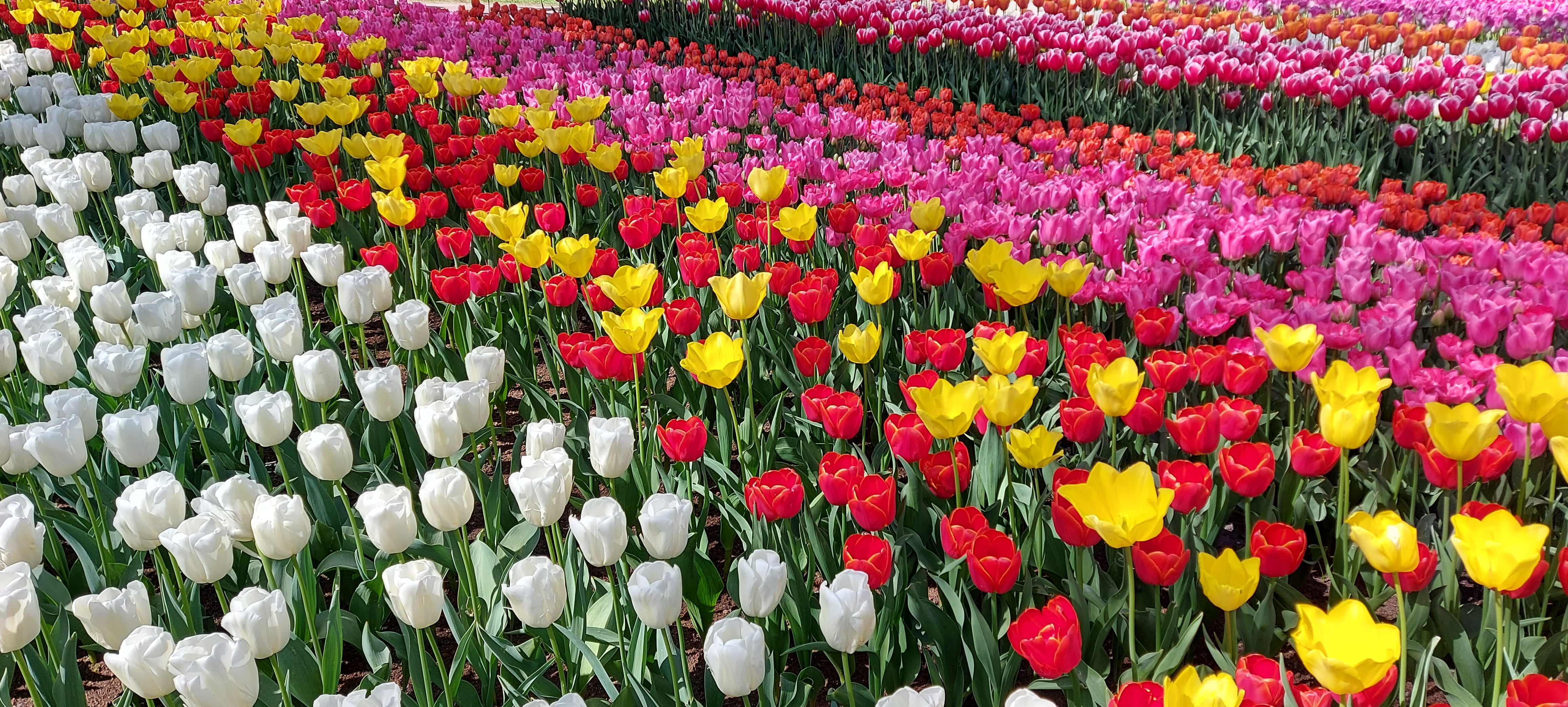 Rows of red, yellow, pink and white tulips in full bloom at Keukenhof Gardens, showcasing a variety of colorful spring flowers.