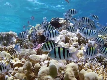 scuba diving sharm el sheikh