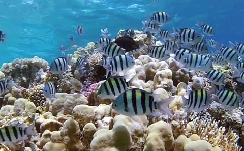 Diving and Snorkeling Day Trip in Egypt's Underwater Paradise