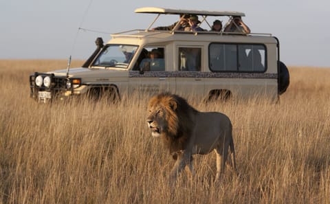 Full-Day African Safari Adventure in Kampala, Uganda