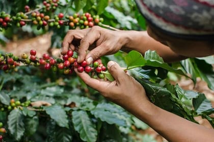Kiambu Coffee Farm and Factory Guided Tour with Entry Fees