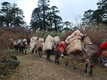 Horses transporting camping supplies and equipment