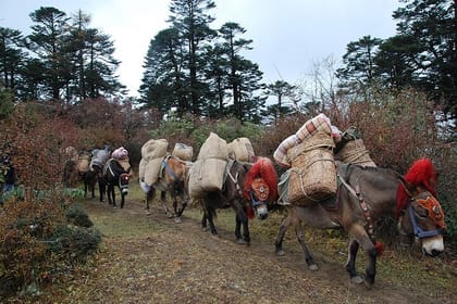 10-Day Private Cultural Tour in Bhutan with Samtengang Trek