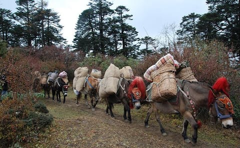 10-Day Private Cultural and Trekking Tour in Bhutan