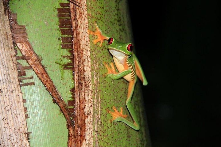 Manuel Antonio Jungle Night Tour: Explore Nocturnal Wildlife