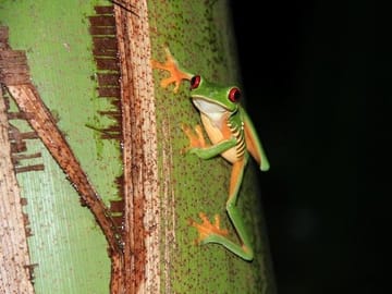 Beautiful Red-eye tree frog active during the night
