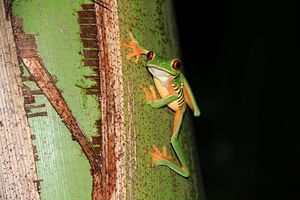 Manuel Antonio Jungle Night Tour with pick up included
