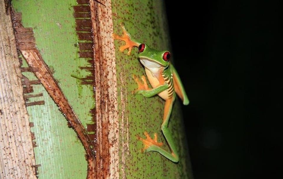 Manuel Antonio Jungle Night Tour with Hotel Pickup