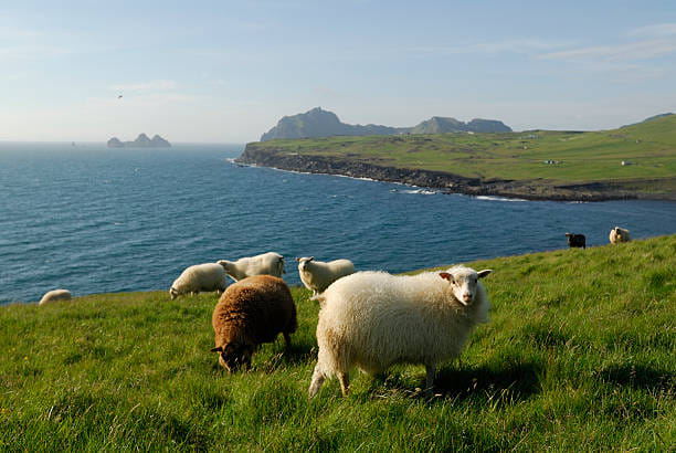 Private luxury tour Westman Islands 10h 4