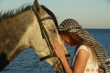 Premium 3 Hours Horse Riding Adventure with Swimming – Hurghada