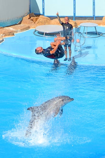Premium Dolphin Watching & Live Show in Pool - Hurghada photo 4