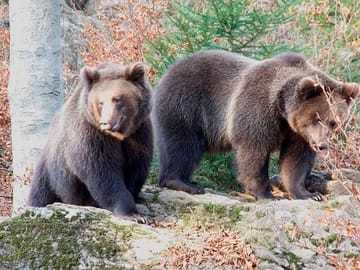 Bearwatching in Slovakia
