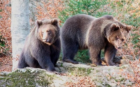 Bear Watching Hiking Tour in High Tatras from Poprad