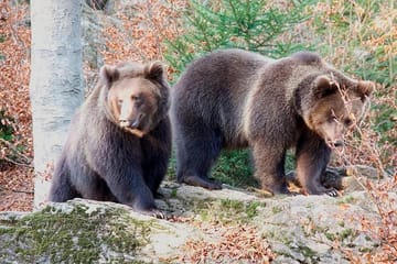 Bear Watching Hiking Tour in High Tatras from Poprad