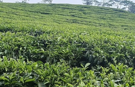 Private Guided Volcano and Stony Bubble Tour in Bandung