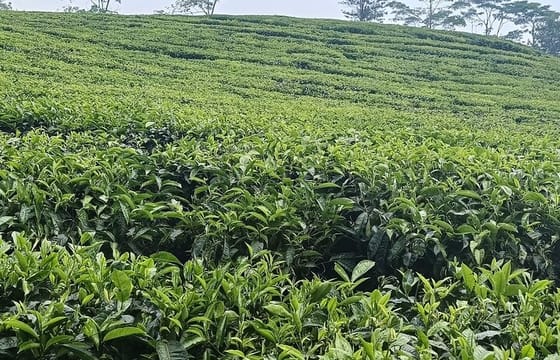 Private Guided Volcano and Stony Bubble Tour in Bandung