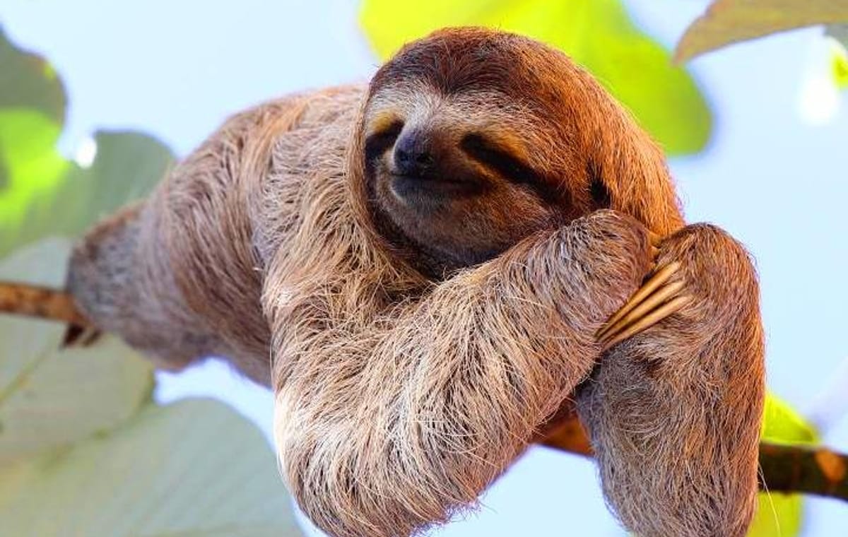 Roatan AJ’s Sloths, Monkeys Eco Encounter, City Tour, Beach Break & Transfer