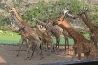 2days Guided Flamingo Tours to Lake Bogoria & Lake Nakuru From Nairobi 4