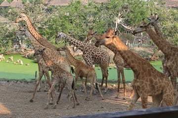 2-Day Guided Flamingo Tour to Lake Bogoria and Lake Nakuru