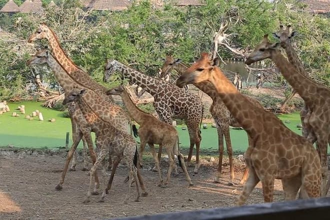 2days Guided Flamingo Tours to Lake Bogoria & Lake Nakuru From Nairobi photo 4