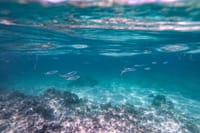 Dive into the clear blue waters of Punta Cana for an unforgettable snorkeling adventure and meet the vibrant marine life!