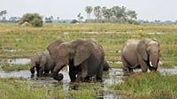 Savuti: 3 Day Mobile Safari with Safari River Cruise in Chobe River 4