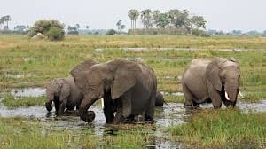 Things to do in Botswana
