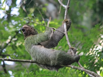 Three-toed Sloth best pose