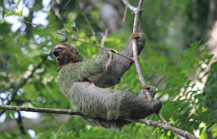 Guided Nature Walk in Manuel Antonio National Park