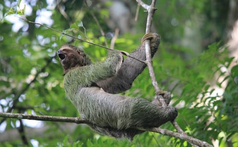 Guided Nature Walk in Manuel Antonio National Park