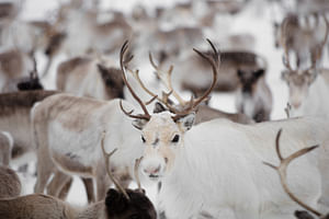 Feed The Reindeer