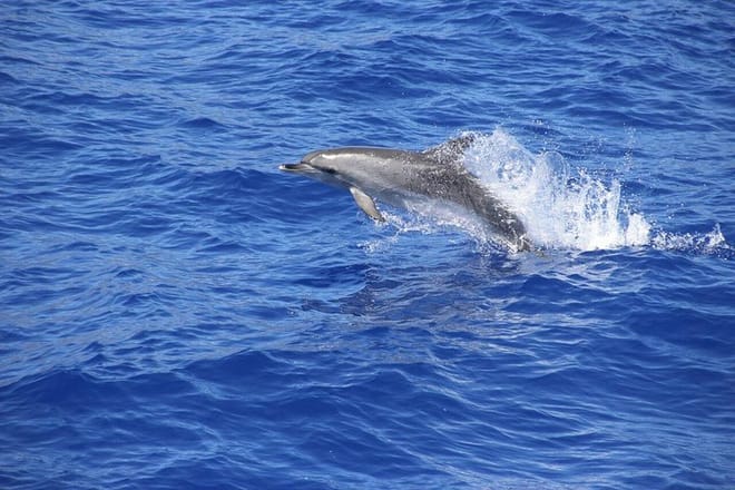 Cabo Girão Skywalk, Vineyards, Wine Tasting Tour in Open Roof 4x4 & Dolphin Watching 6