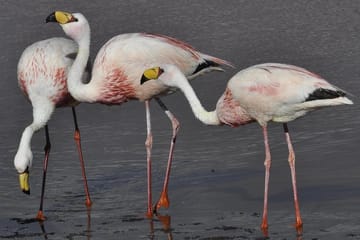 Full-Day Nature Tour to Laguna de los Pozuelos from Tilcara