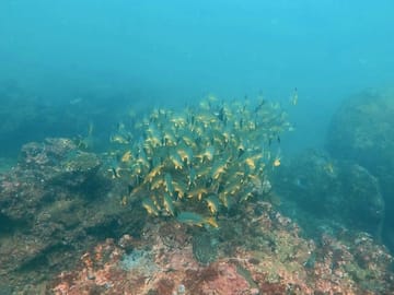 Scuba Diving Tour in Hikkaduwa and Arugam Bay