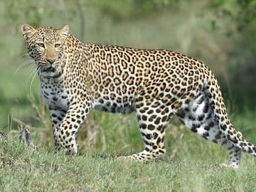 2-Day Masai Mara Safari with Game Drives