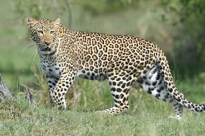 2-Day Masai Mara Safari with Game Drives