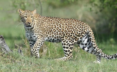 2-Day Masai Mara Safari with Game Drives