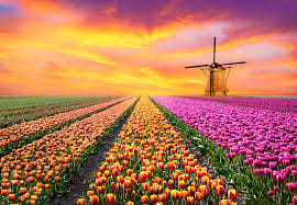 Visit the Kuekenhof gardens and its tulip fields with a car and private guide picked up at your hotel
